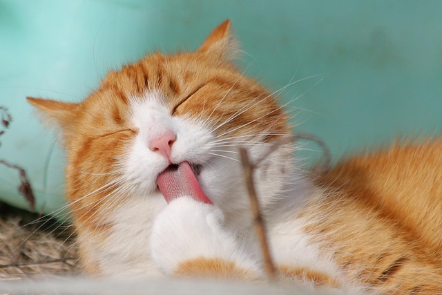 calm tabby cat resting on a window seat in Toronto condo