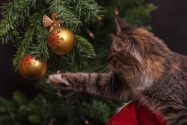 person organizing cat toys and scratchers Montreal home