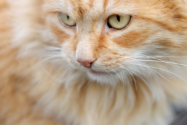 ginger cat near laptop privacy policy concept Toronto